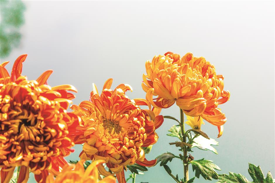 Endless array of chrysanthemums at Zuibai Pond Park