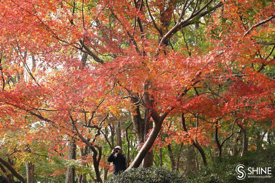 Autumn leaves transform Shanghai with a kaleidoscope of colors