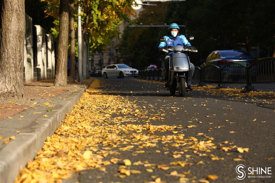 Autumn leaves transform Shanghai with a kaleidoscope of colors