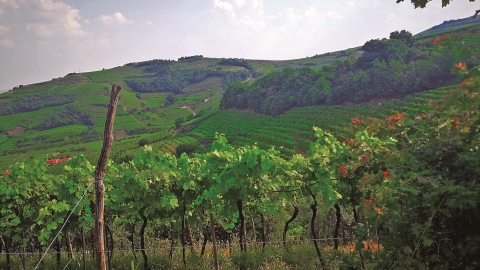 Winter veggies meet Italy's vino queen - Vimarsana News