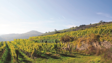 Fujian delicacies and mountain fresh Austrian white wines - Vimarsana News
