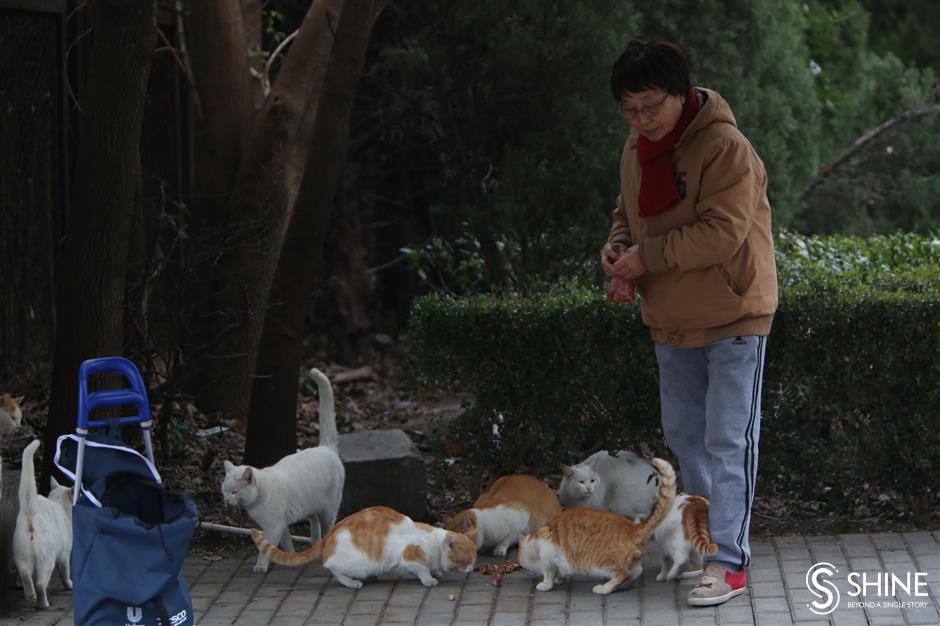 Love alone insufficient for managing stray cats