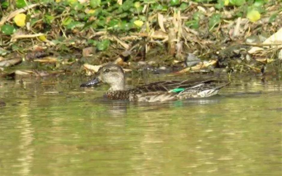 Rare visitor to botanical garden in Songjiang