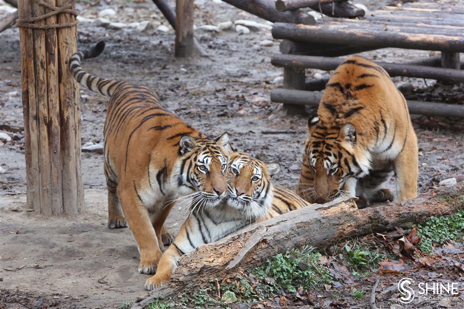 Tigers and flowers to brighten the New Year