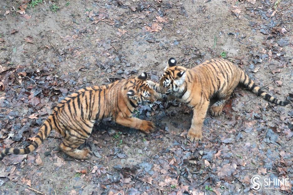 Tigers and flowers to brighten the New Year