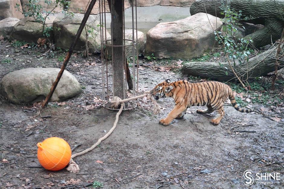 Tigers and flowers to brighten the New Year