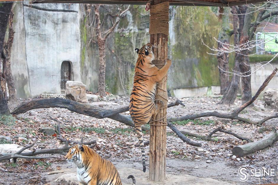 Tigers and flowers to brighten the New Year