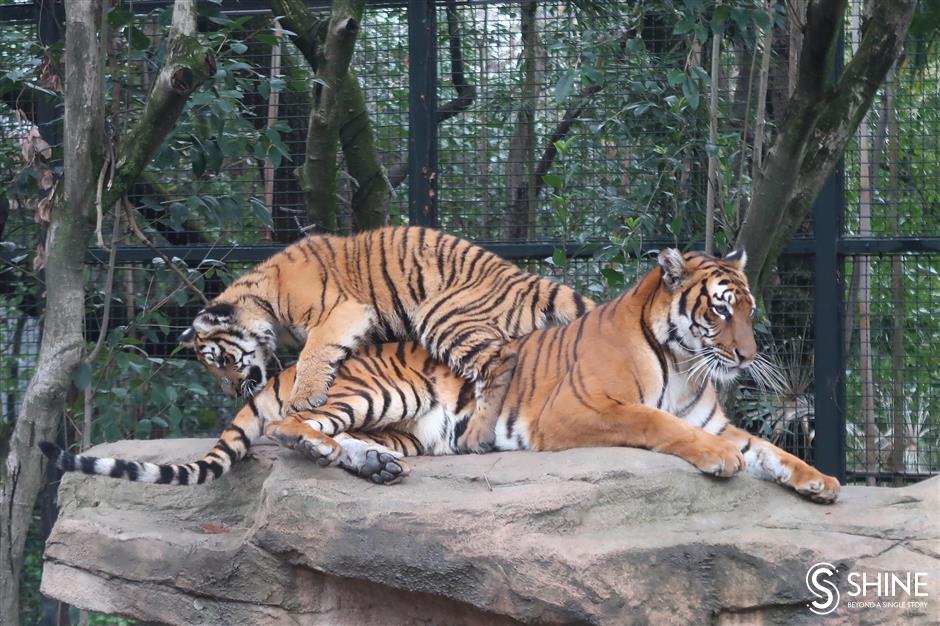 Tigers and flowers to brighten the New Year