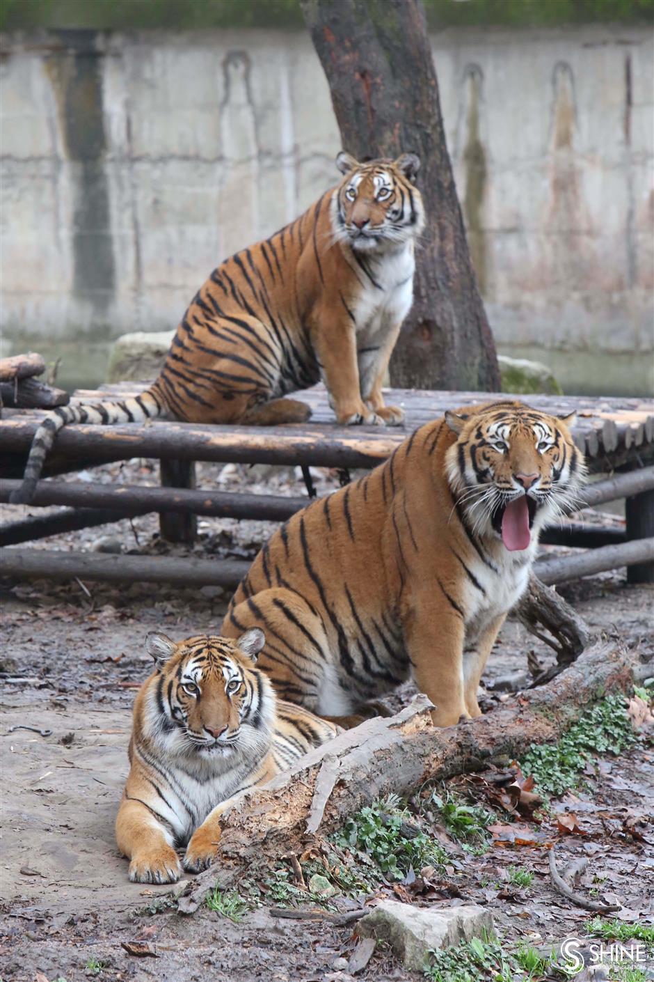 Tigres e flores para alegrar o Ano Novo