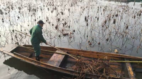 Dried lotus harvesting clears for new spring blooms - Travel in China