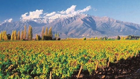 Diet-friendly sandwiches go well with Chilean white wine - Vimarsana News