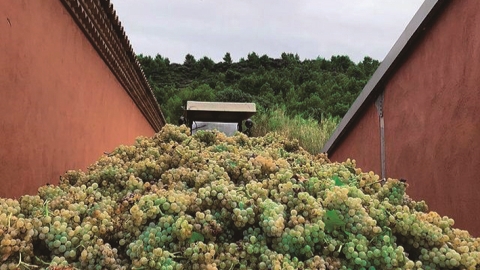 Bamboozling world of natural wines - Vimarsana News