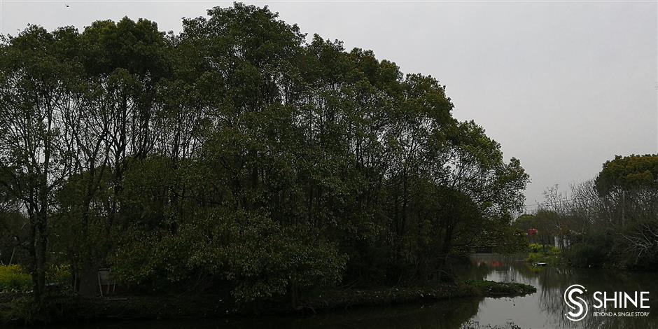 Redefining urban forestry in Shanghai outskirts