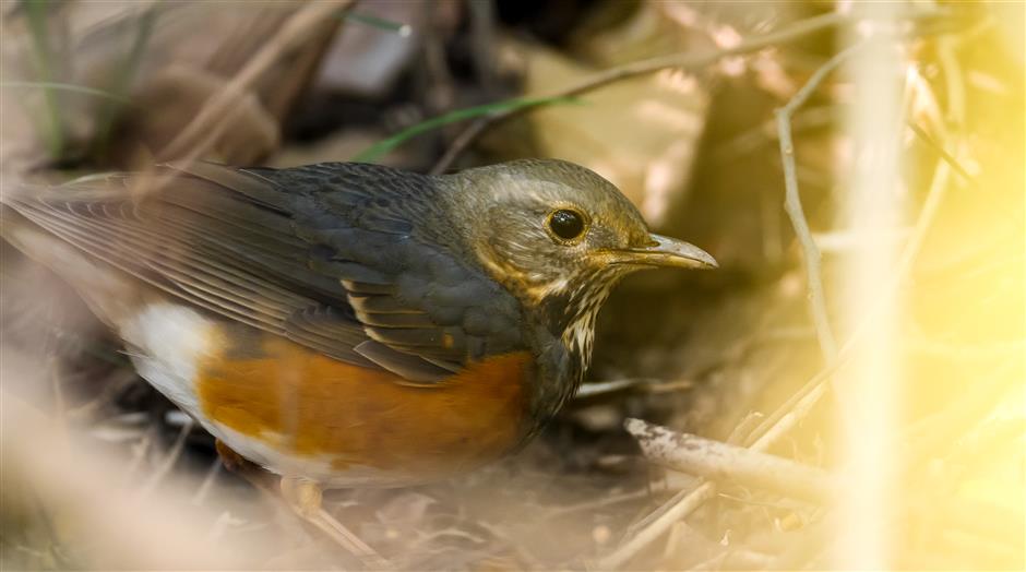 Wild Shanghai EP1: Jiangwan Wetland, a hidden sanctuary for birds in downtown Shanghai