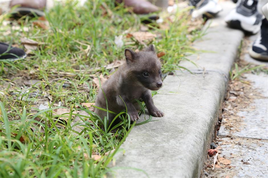 Lockdowns have affected wildlife, too – sometimes with happy endings