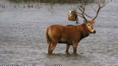 Strange and rare visitor enjoys Chongming wetlands - Vimarsana News