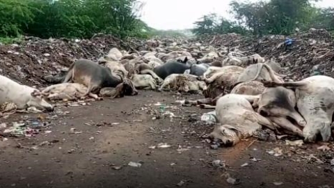 Over 5,800 cattle die after lumpy skin disease outbreak hits India's states - Vimarsana News