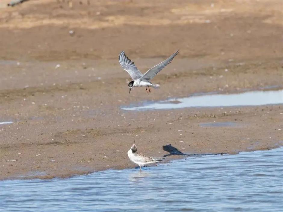 Sky fills with millions of birds on migration