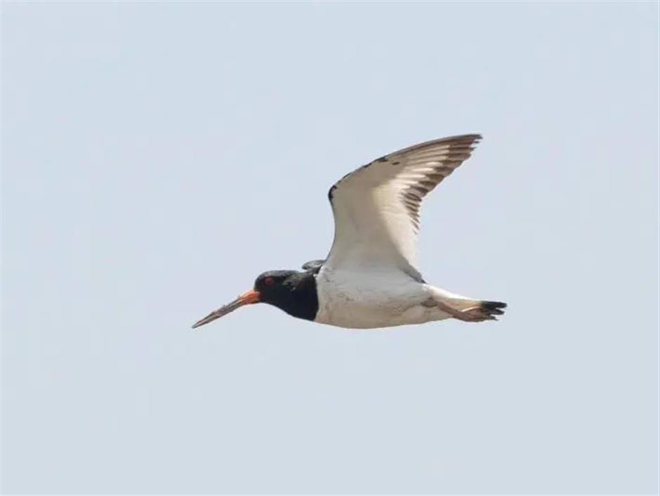 Sky fills with millions of birds on migration