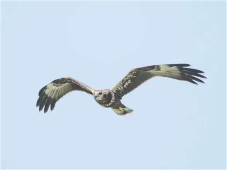 Sky fills with millions of birds on migration