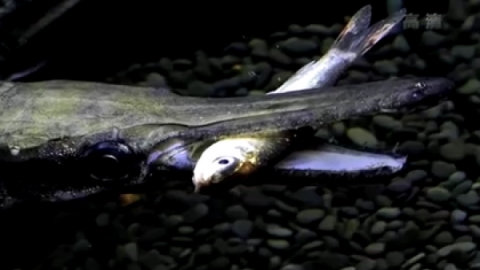 Several provinces on the lookout for ferocious alligator gars - Vimarsana News