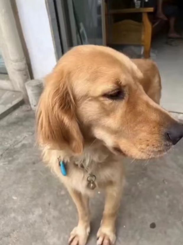 A skeptical society remains blind to the benefits of guide dogs SHINE