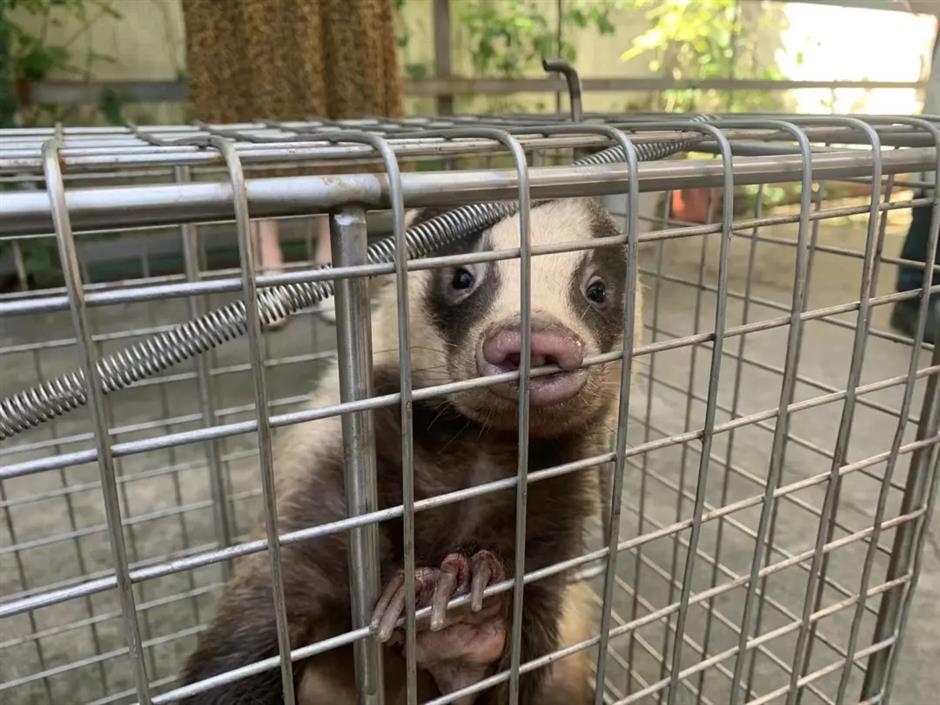 Mystery animal found by farmer turns out to be a badger