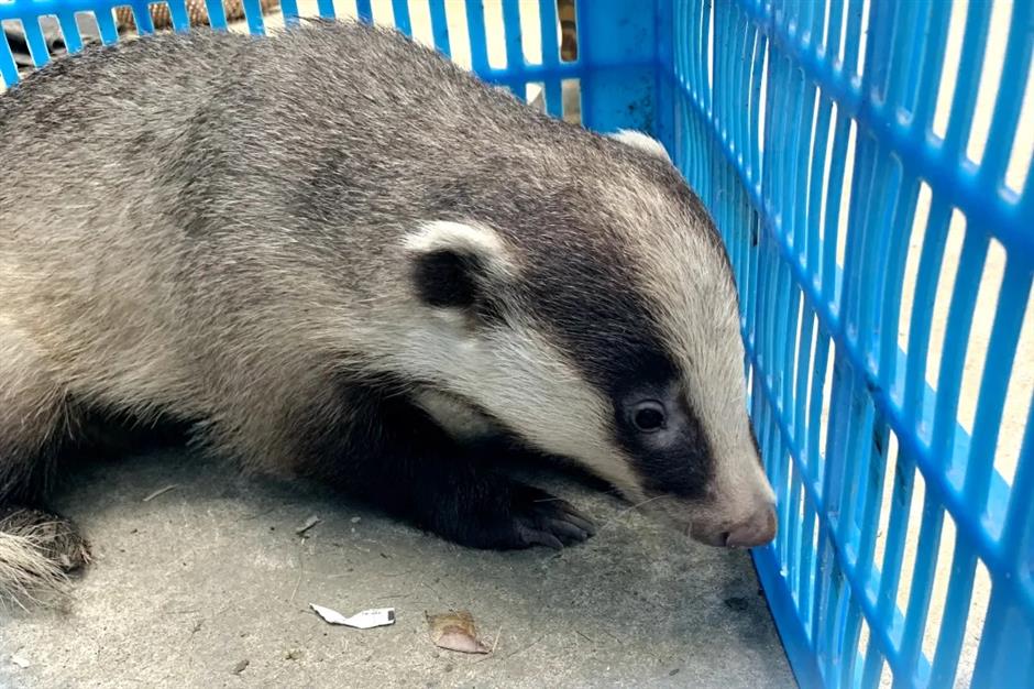 Mystery animal found by farmer turns out to be a badger