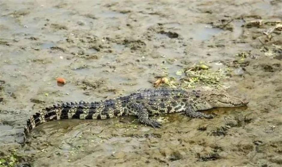 Huangpu River crocodile evades capture once again