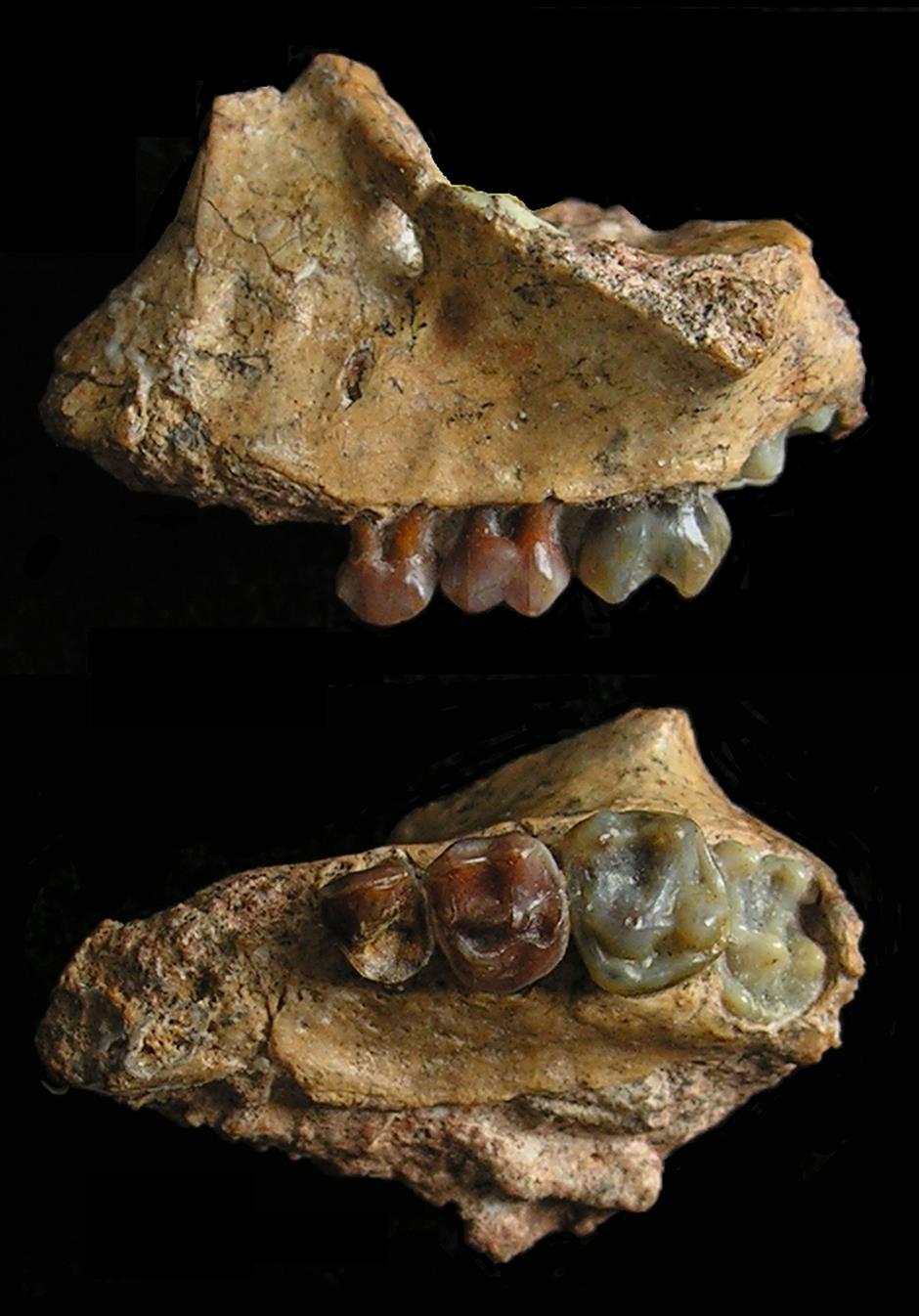 Earliest gibbon fossils found in southwest China