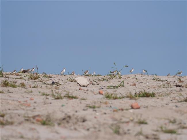 Wild Shanghai EP4: Nanhui Dongtan welcomes migrating birds