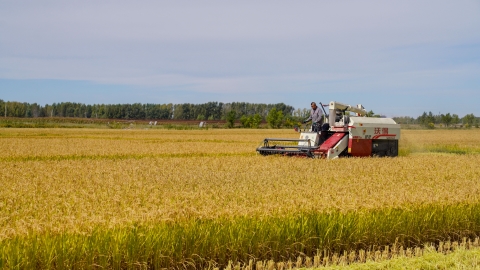 Across China: Autumn harvest in full swing, bumper year expected - Vimarsana News