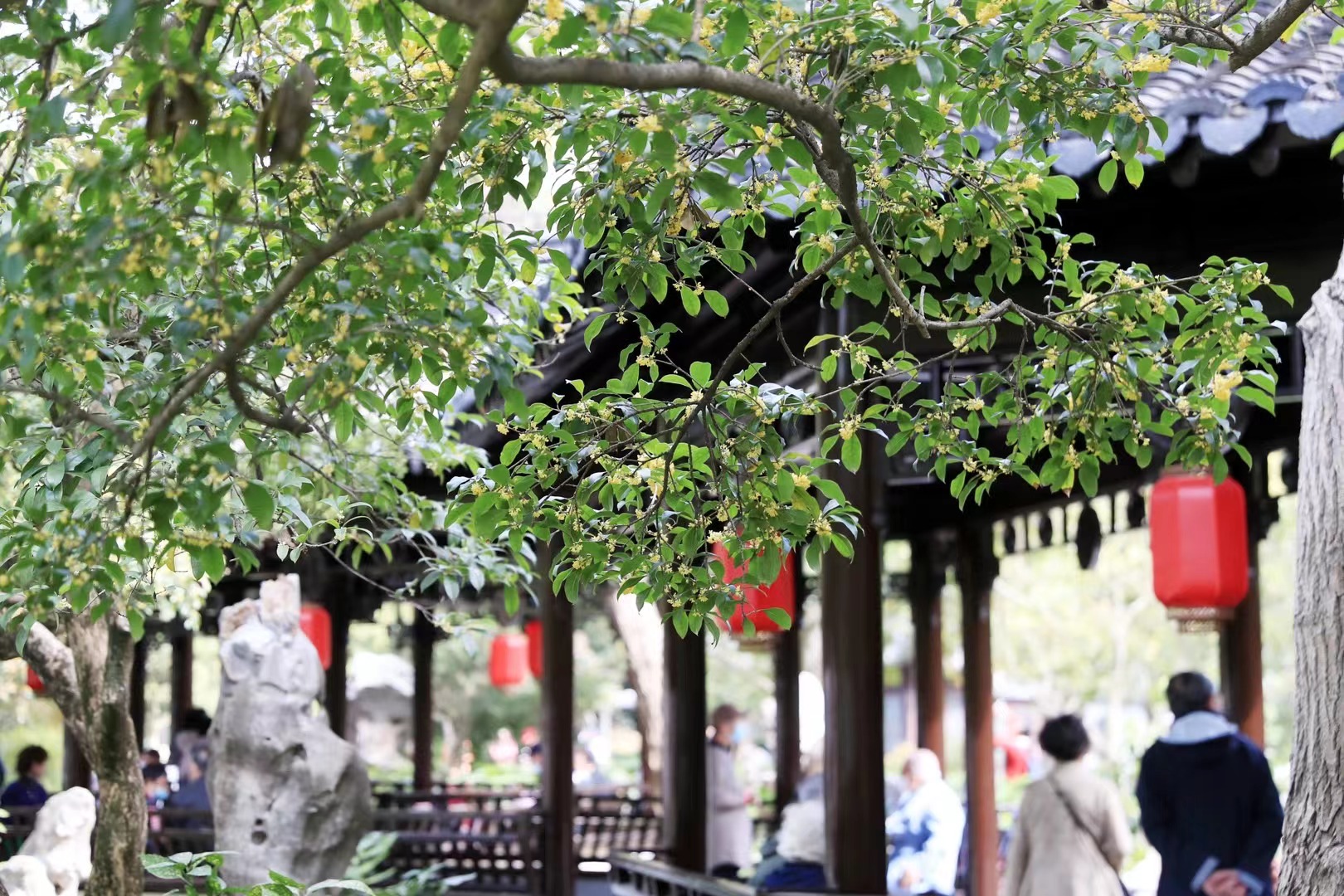 Sweet smell of osmanthus pervades Shanghai as flower blooms SHINE News