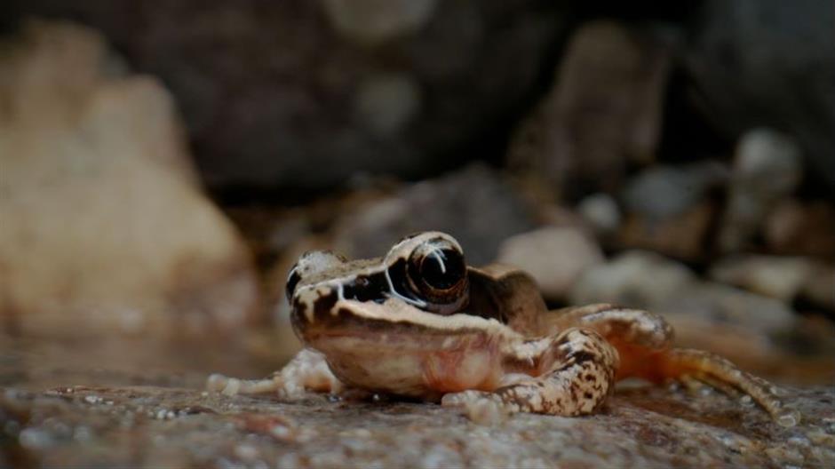 Documentary series records beauty of China's national parks