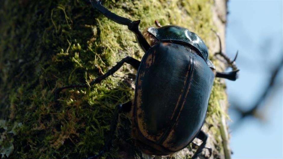 Documentary series records beauty of China's national parks