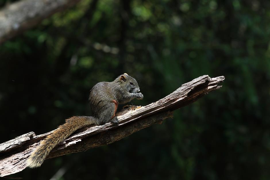 Beating the bushes, getting to know the 'neighbors'