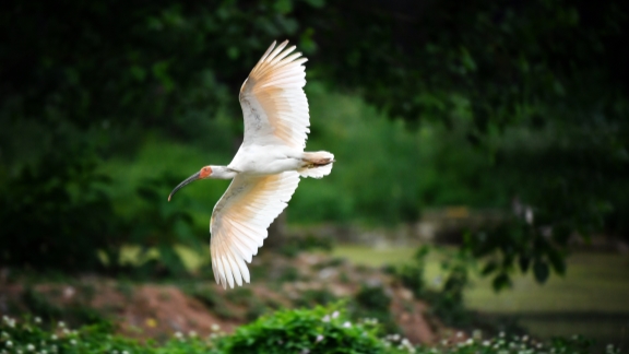 China will facilitate implementation of UN biodiversity deal: COP15 president - Vimarsana News