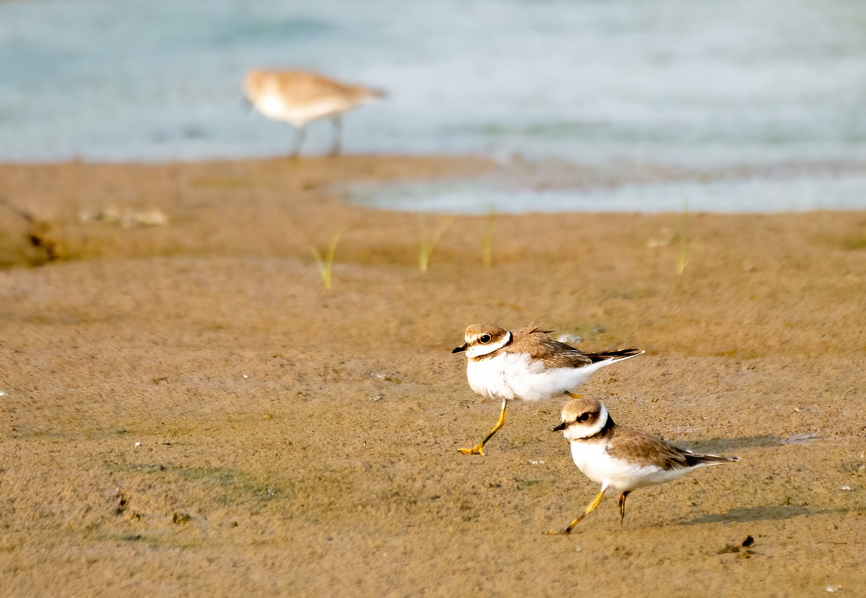 Nearly extinct tundra swans flock back to chongming shine news