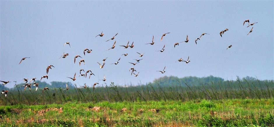 Nearly extinct Tundra swans flock back to Chongming