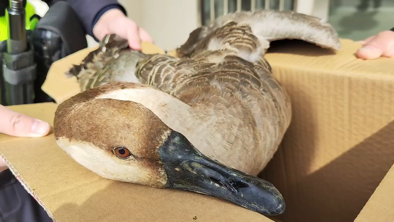 Injured wild goose rescued at Dongtan National Reserve SHINE News