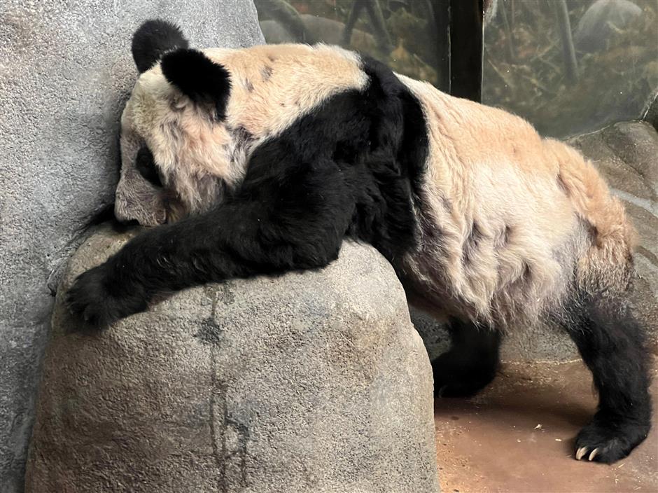 Call to get back unwell giant panda Ya Ya from Memphis Zoo