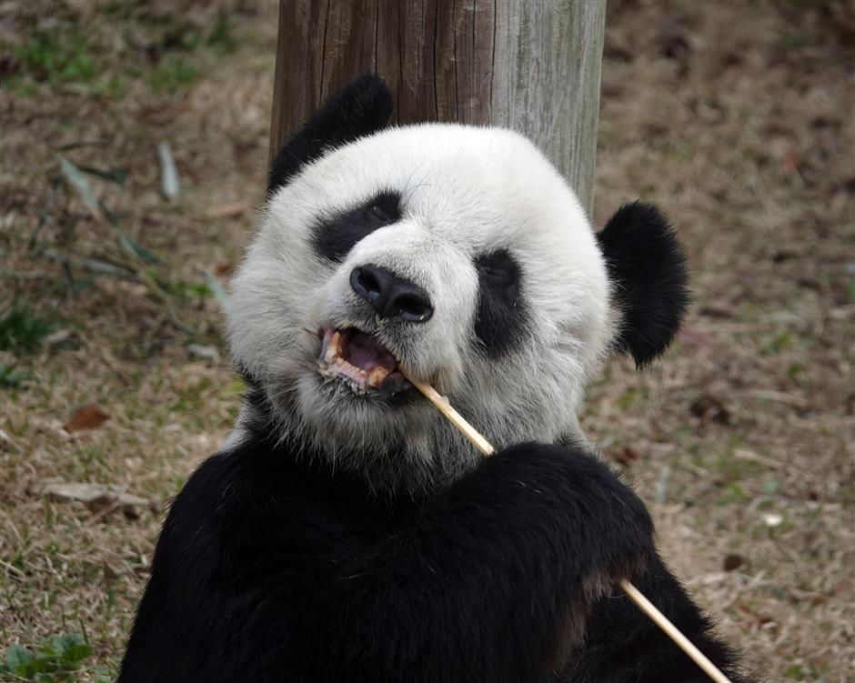 Call to get back unwell giant panda Ya Ya from Memphis Zoo