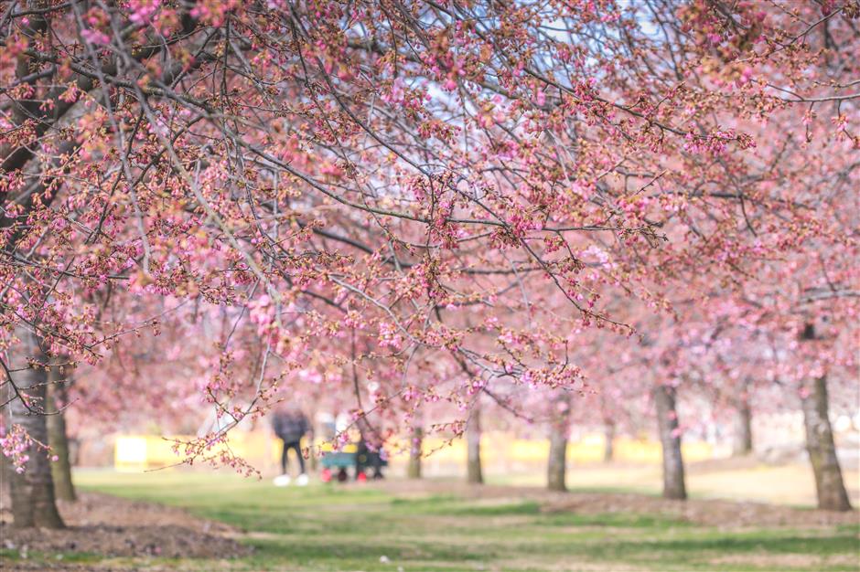 Spring and the flowering cherry blossoms are here in Shanghai - SHINE News