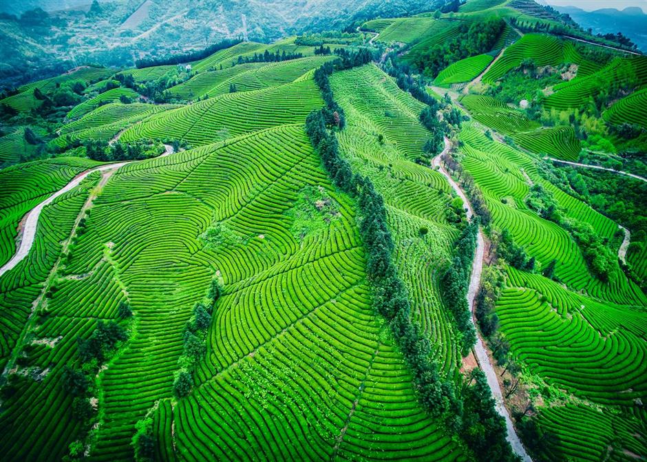 For an enjoyable holiday, Wuyi County is the perfect cup of tea