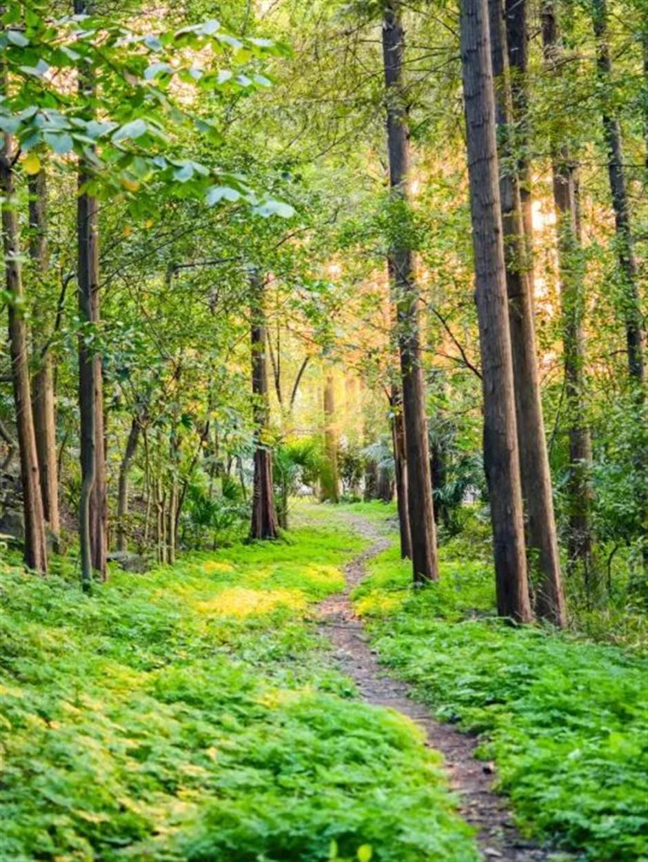 上海的这几个乡村,满是书香!你感受过吗?