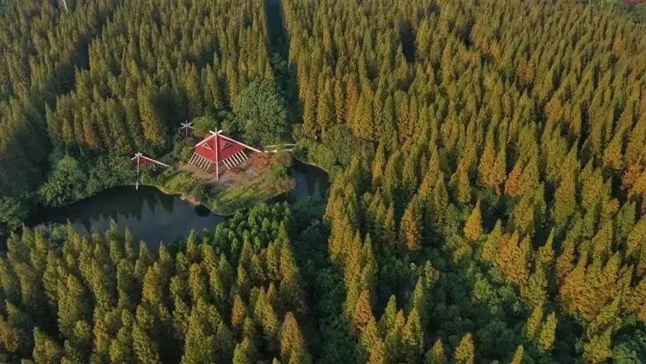 上海的这几个乡村,满是书香!你感受过吗?