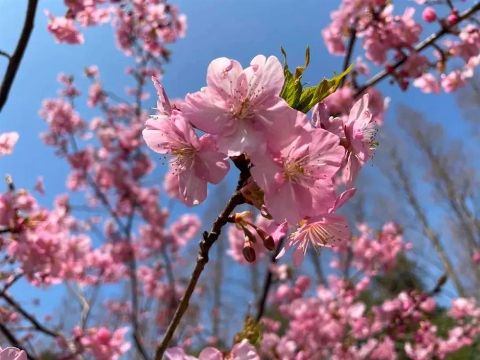 上海的这几个乡村,满是书香!你感受过吗?