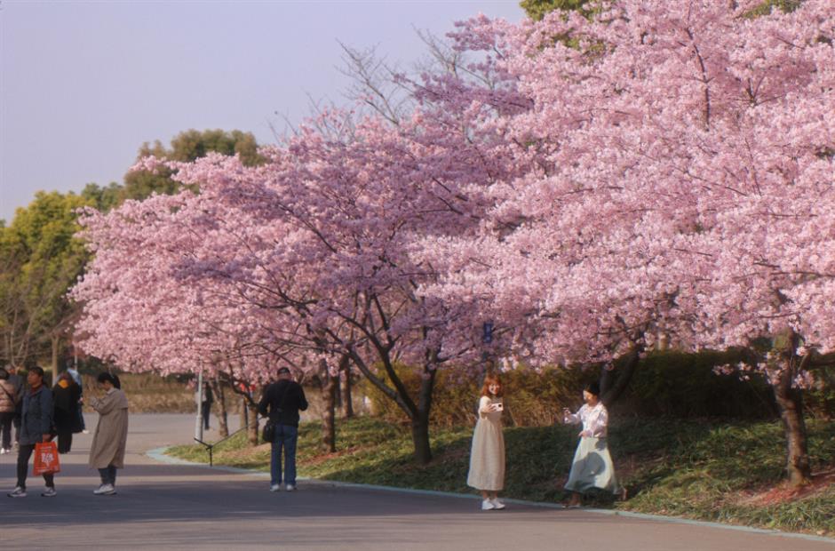 上海的这几个乡村,满是书香!你感受过吗?