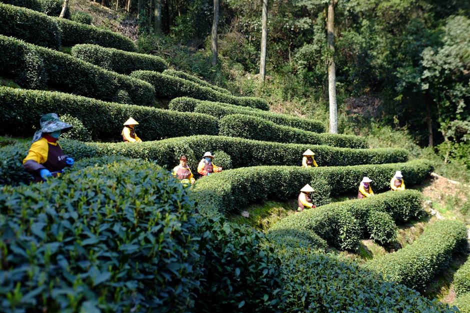 From terraced fields to teapot: a journey through Hangzhou's Longjing tea production