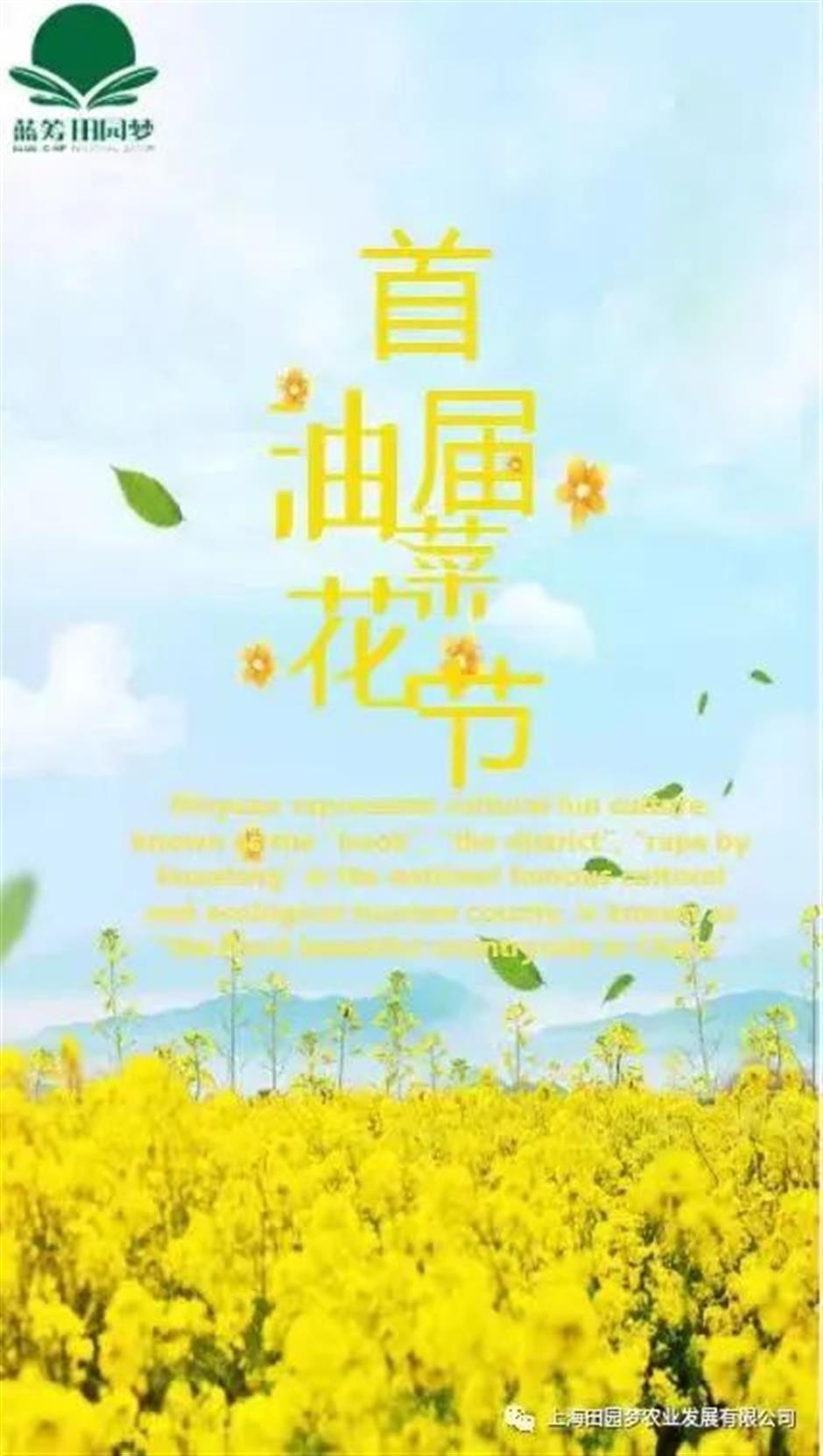 又一个春日顶流!金灿灿的它"上线"啦